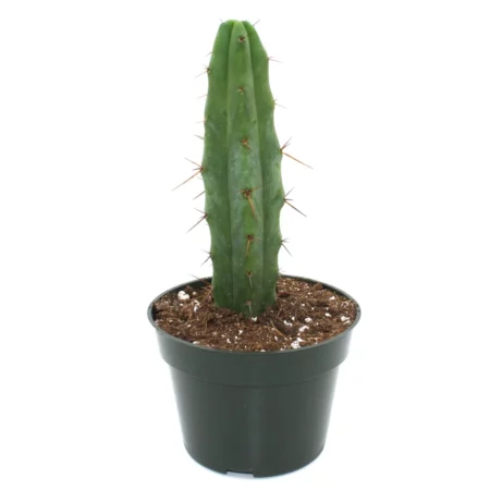 Купить Живой Кактус Echinopsis lageniformis (Bolivian Torch Cactus)