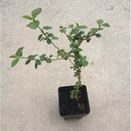 Купить черенок Sida Cordifolia (Bala)