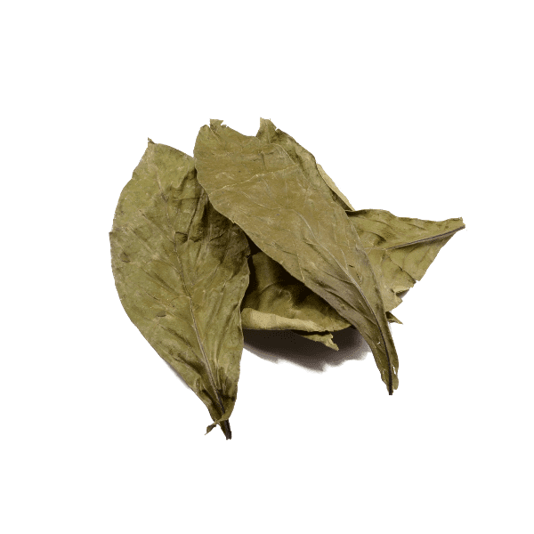 Купить Psychotria viridis (Листья Чакруна) 250 грамм