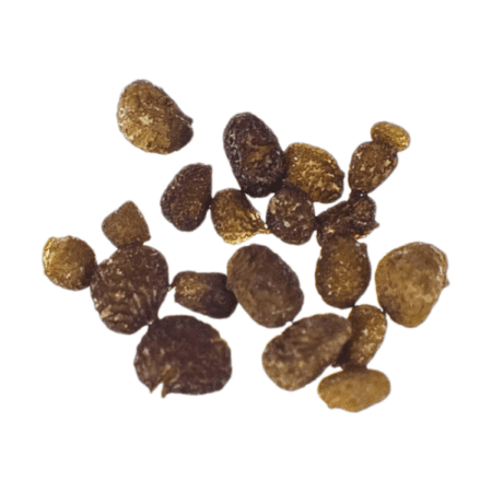 Купить Семена Nicotiana Rustica Mapacho ( Мапачо) 50 Штук